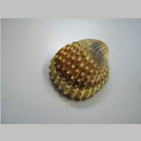 IMG_1225Conchiglia.jpg