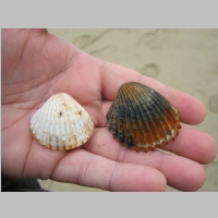 Conchiglie raccolte sulla spiaggia